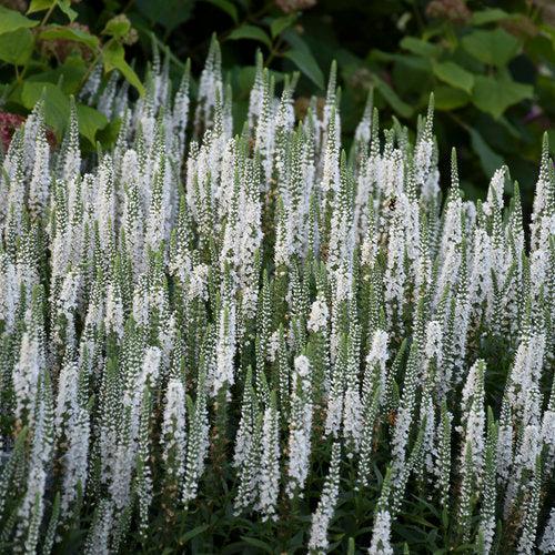 Veronica 'White Wands' ~ Magic Show® White Wands Speedwell