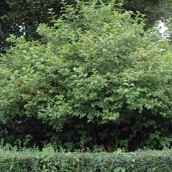 Viburnum opulus 'Roseum' ~ Eastern Snowball