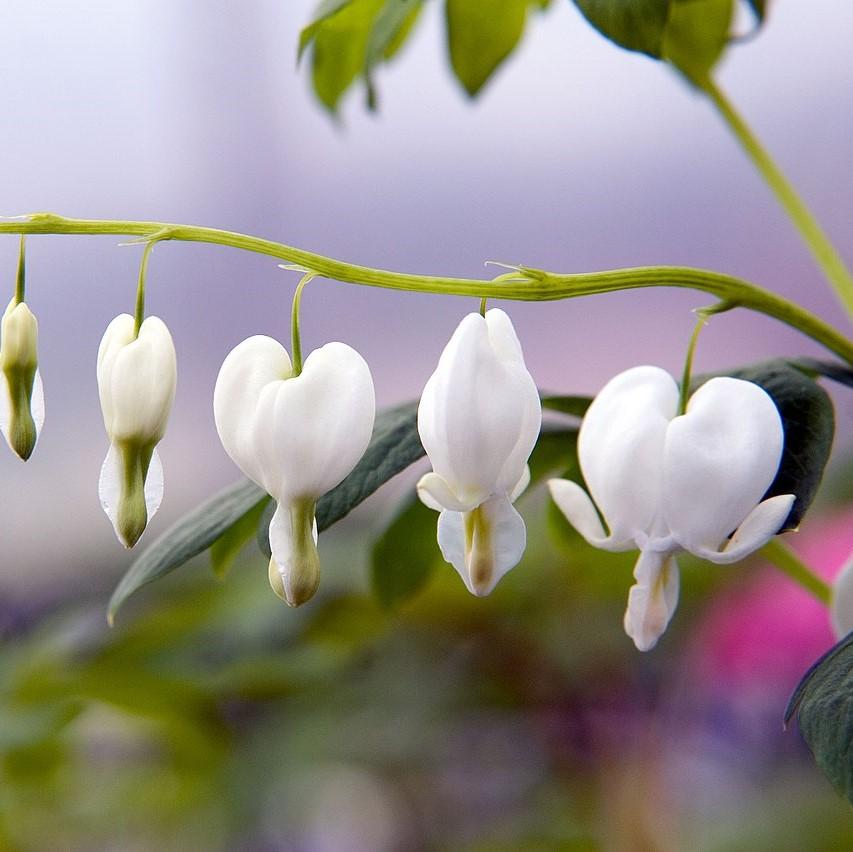 Dicentra spectablis 'Alba' ~ White Bleeding Heart