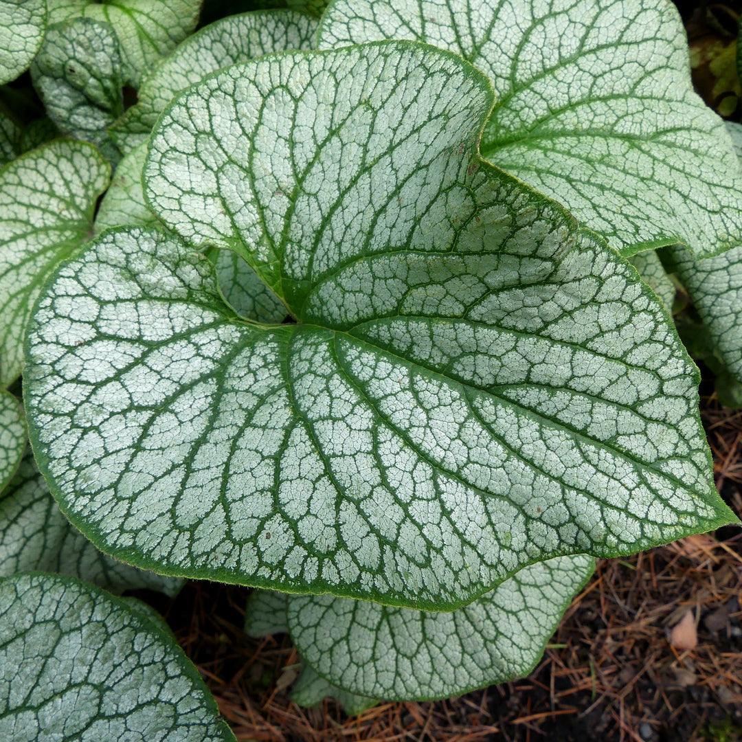 Brunnera macrophylla 'Alexander's Great' ~ Alexander's Great Siberian Bugloss