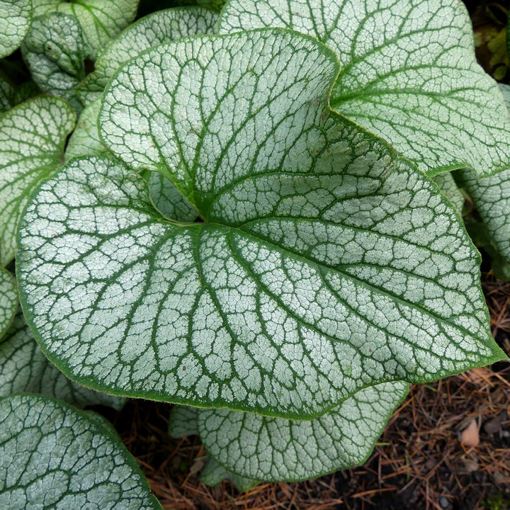 Brunnera macrophylla 'Alexander's Great' ~ Alexander's Great Siberian Bugloss