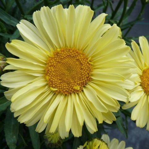 Leucanthemum superbum 'Real Sunbeam' ~ REALFLOR® Real Sunbeam Shasta Daisy