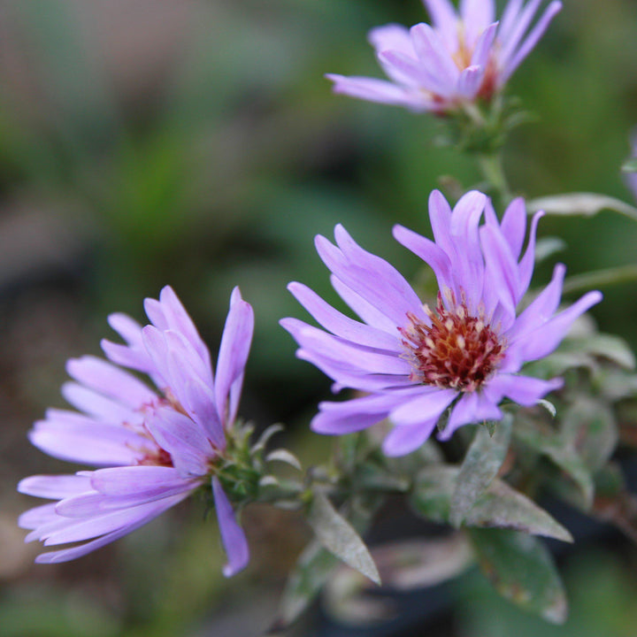 Aster dumosus 'Woods Blue' ~ Woods Blue Aster