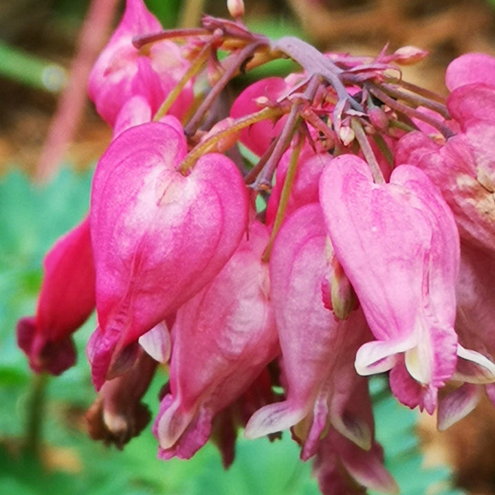 Dicentra formosa 'Luxuriant' ~ Luxuriant Bleeding Heart