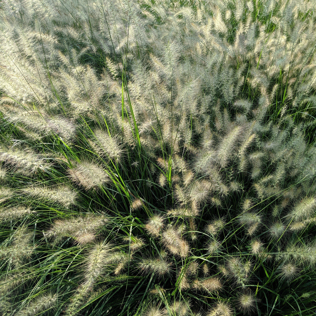 Pennisetum alopecuroides 'Hameln ~ Hameln Fountain Grass