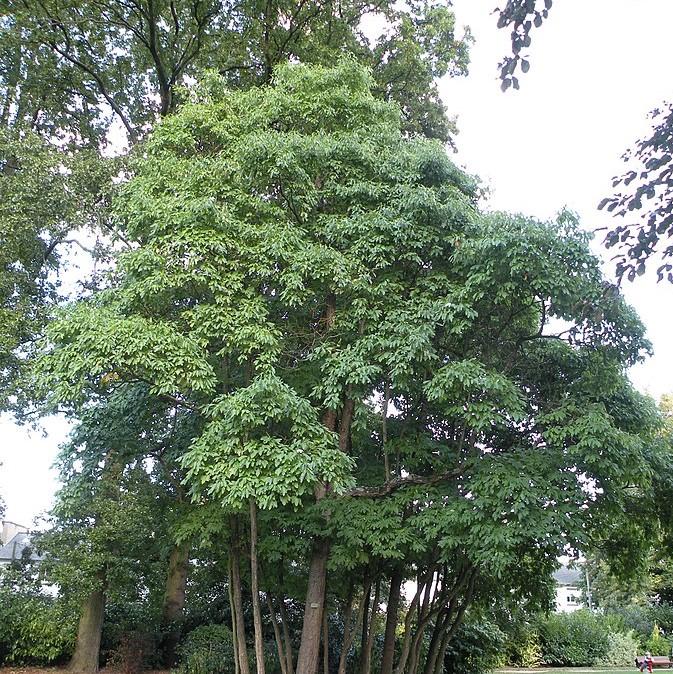 Sassafras albidum ~ Sassafras