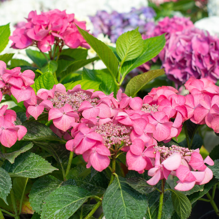 Hydrangea macrophylla 'Bailmacsix' ~ Endless Summer® Pop Star® Hydrangea