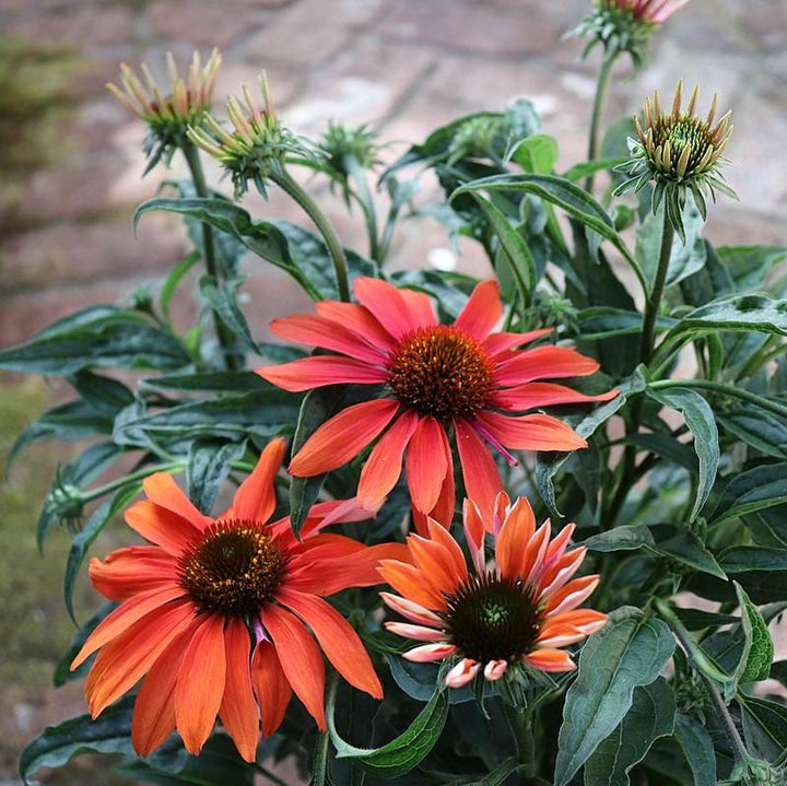 Echinacea x 'Cheyenne Spirit' ~ Cheyenne Spirit Echinacea, Coneflower