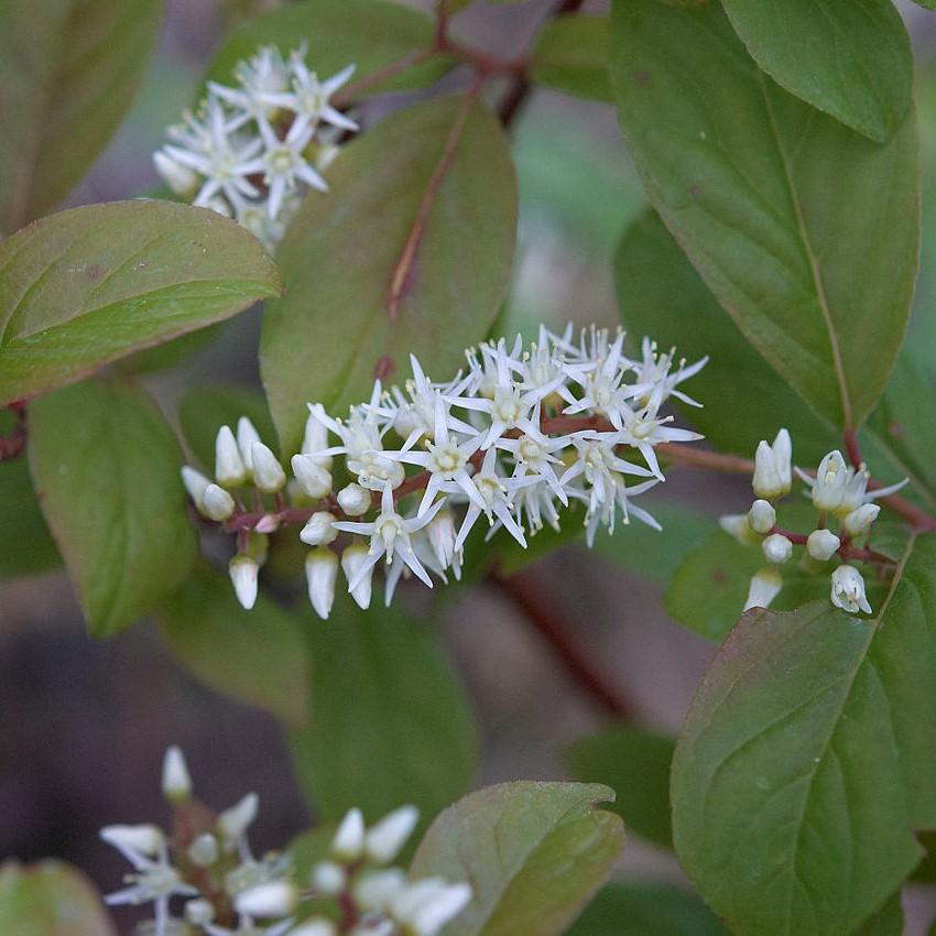 Itea virginica 'Henry's Garnet' ~ Henry's Garnet Sweetspire