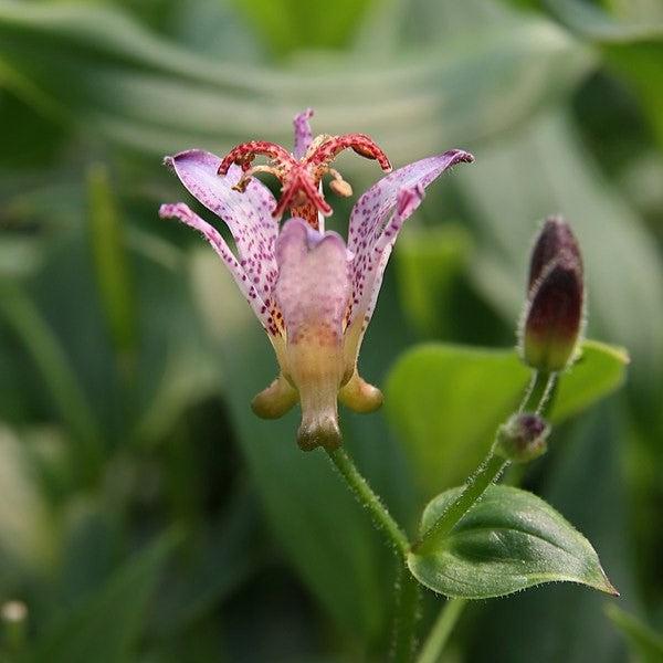 Tricyrtis formosana 'Gilt Edge' ~ Gilt Edge Toad Lily