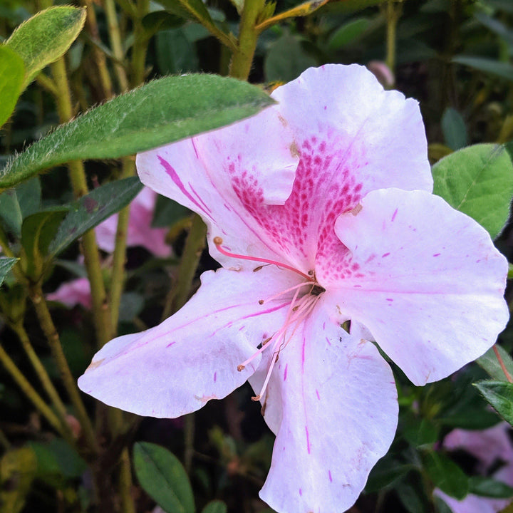 Rhododendron ‘Conlep’ ~ Encore® Autumn Twist™ Azalea