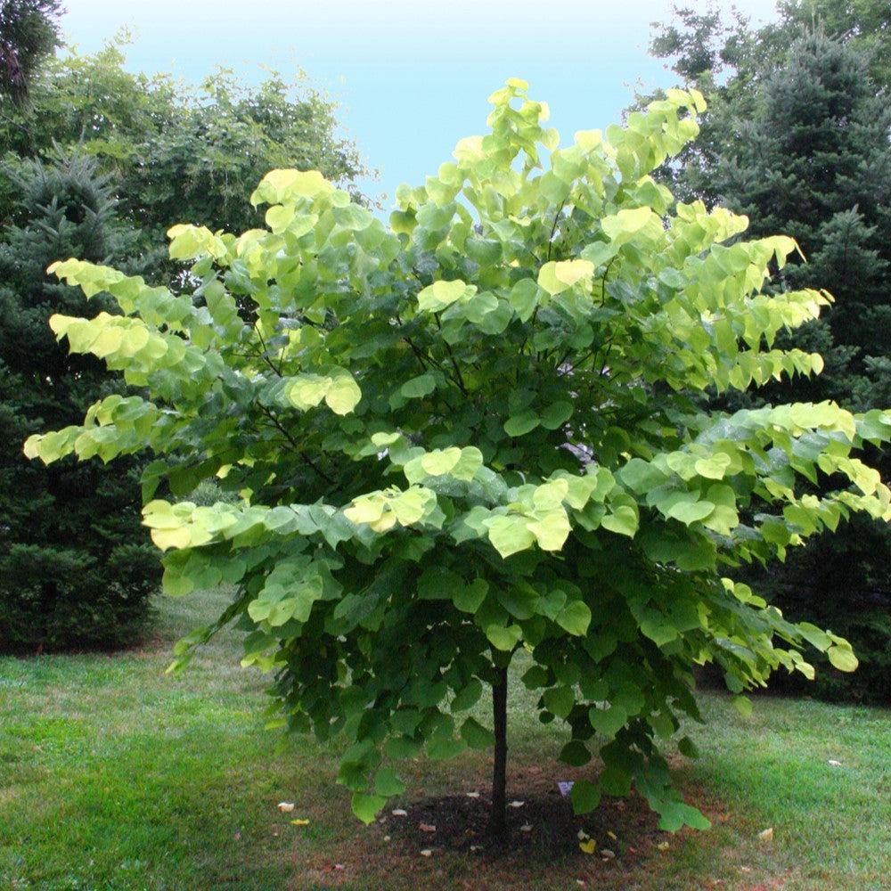 Cercis canadensis 'Hearts of Gold' ~ Hearts of Gold Redbud