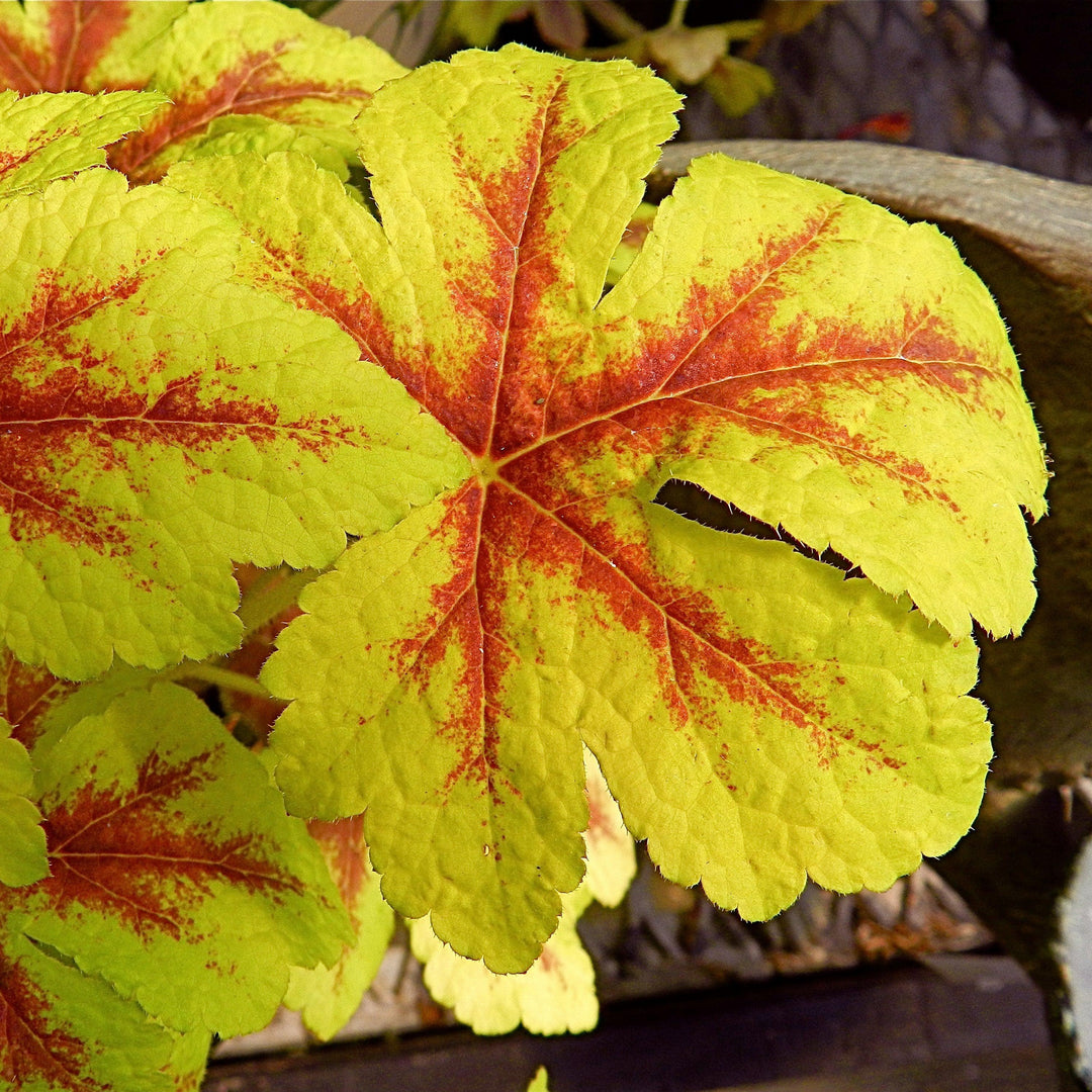 Heucherella 'Gold Zebra' ~ Gold Zebra Foamy Bells