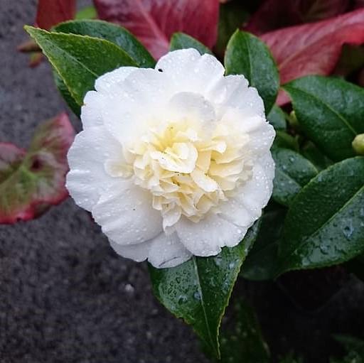 Camellia sasanqua 'Autumn Rocket' ~ Otoño Rocket Camellia