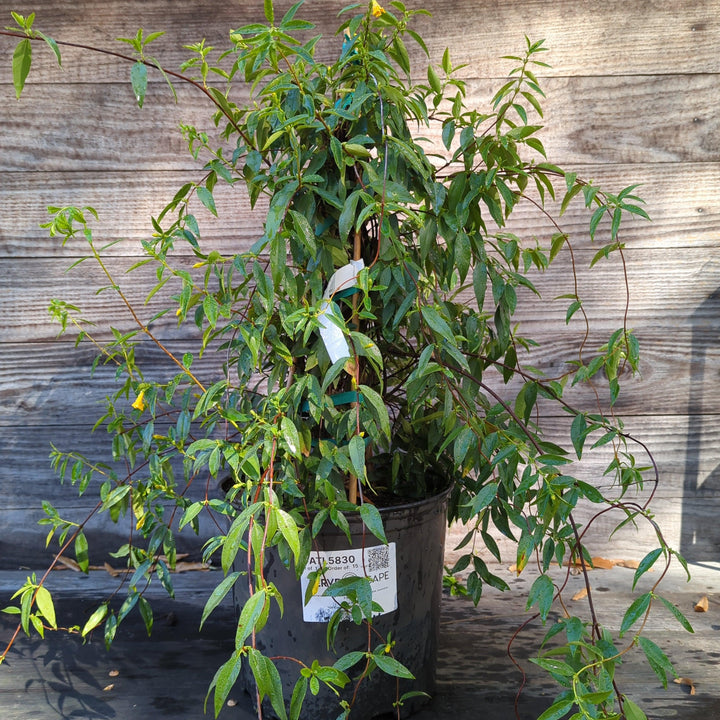 Gelsemium sempervirens ~ Carolina Jessamine