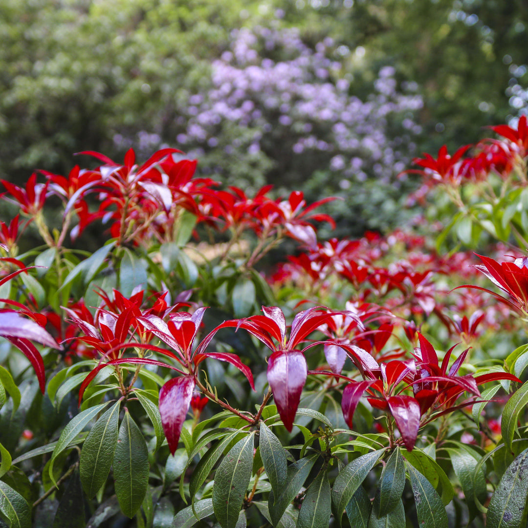 Pieris japonica 'Katsura' ~ Katsura Pieris