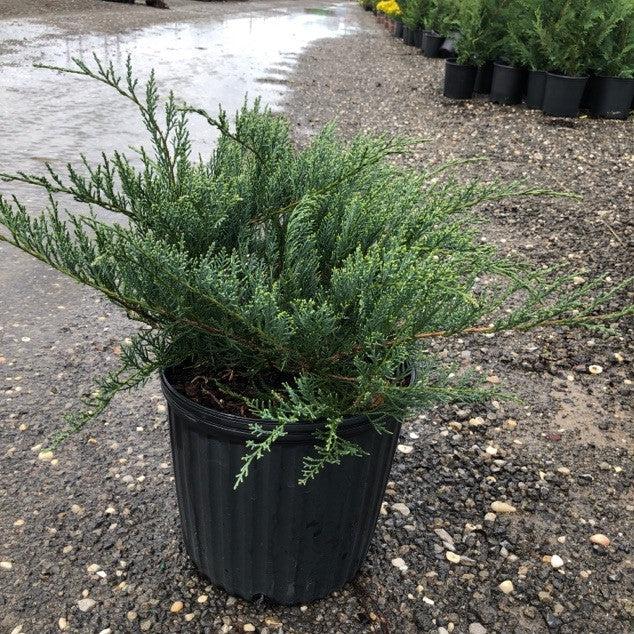 Juniperus virginiana 'Grey Owl' ~ Grey Owl Juniper