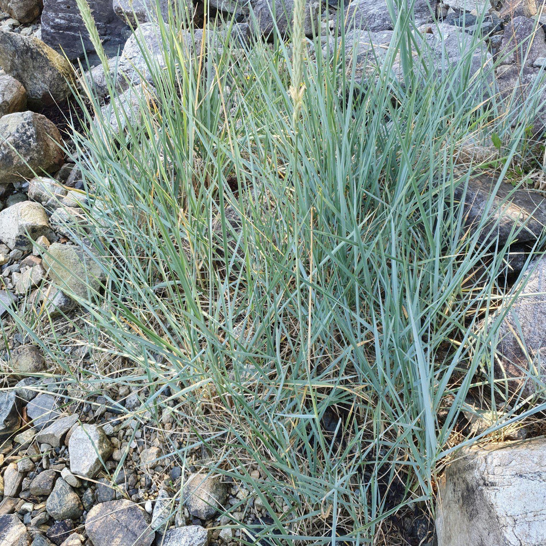 Elymus arenarius 'Blue Dune' ~ Blue Dune Lyme Grass