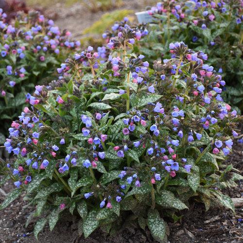 Pulmonaria 'Pink-a-Blue' ~ Pink-a-Blue Lungwort