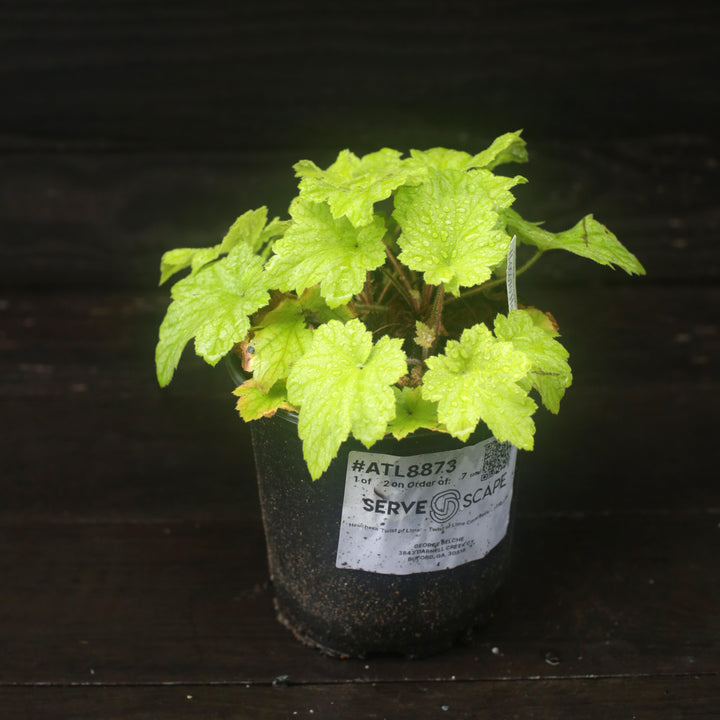 Heuchera 'Twist of Lime' ~ Twist of Lime Coral Bells