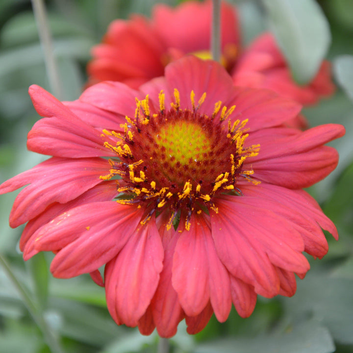 Gaillardia x grandiflora 'PAS933516' ~ Mesa™ Red Blanket Flower