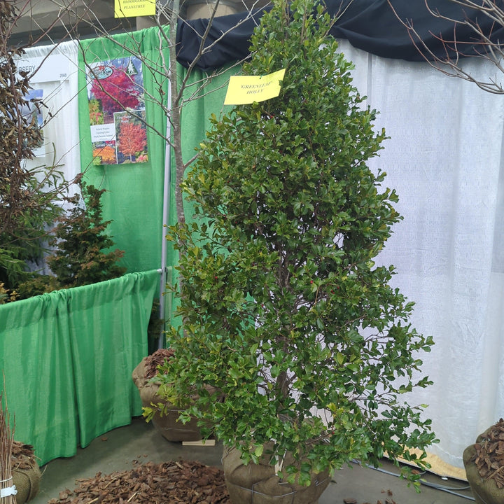 Ilex opaca 'Greenleaf' ~ Greenleaf American Holly