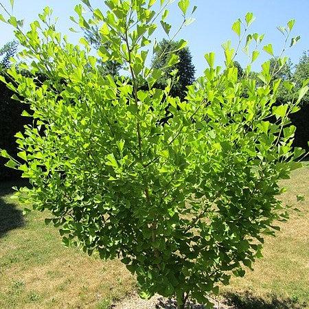 Ginkgo biloba 'Autumn Gold' ~ Autumn Gold Ginkgo