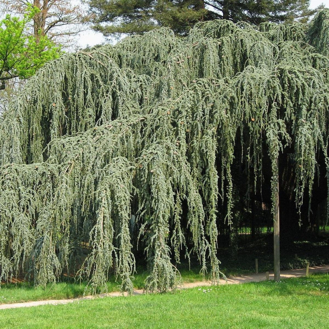 Cedrus atlantica 'Glauca Pendula' ~ Weeping Blue Atlas Cedar