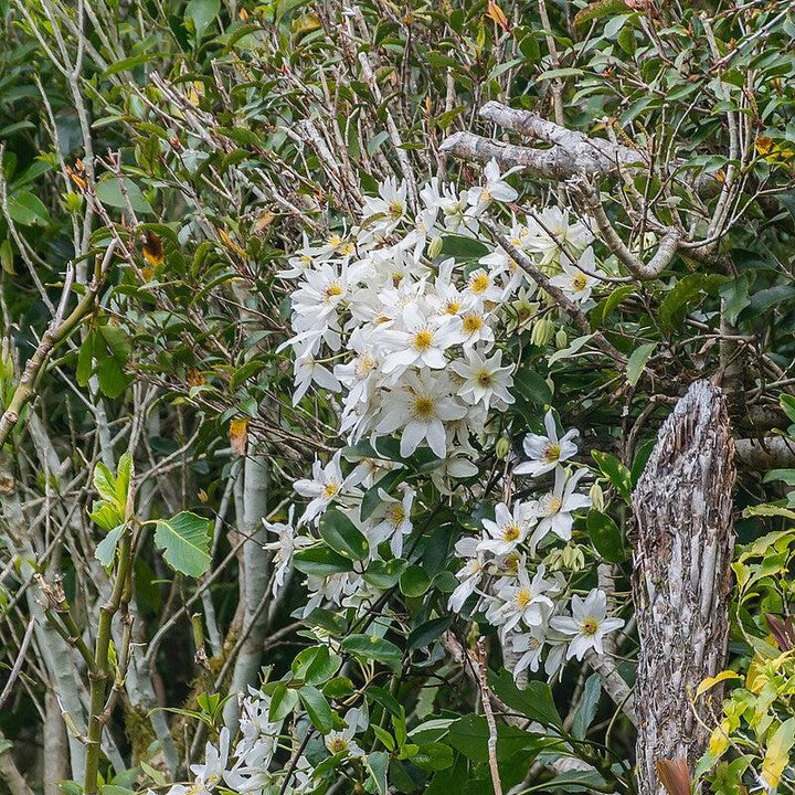 Clematis paniculata ~ Autumn Clematis