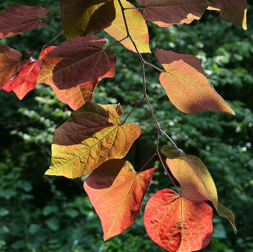 Cercis canadensis 'Pensamiento del bosque' ~ ​​Pensamiento del bosque Redbud oriental