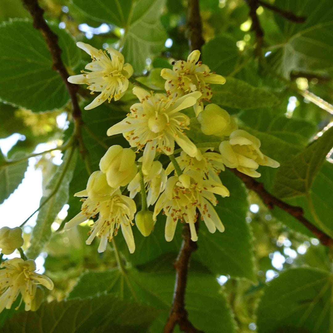 Tilia americana ~ Basswood, Linden Tree