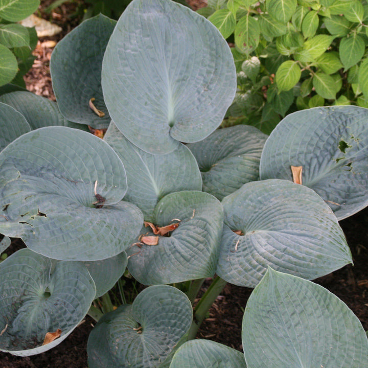 Hosta x 'Big Daddy' ~ Big Daddy Hosta