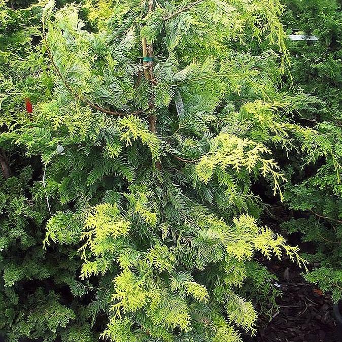 Chamaecyparis obtusa 'Crippsii' ~ Falso ciprés Hinoki dorado