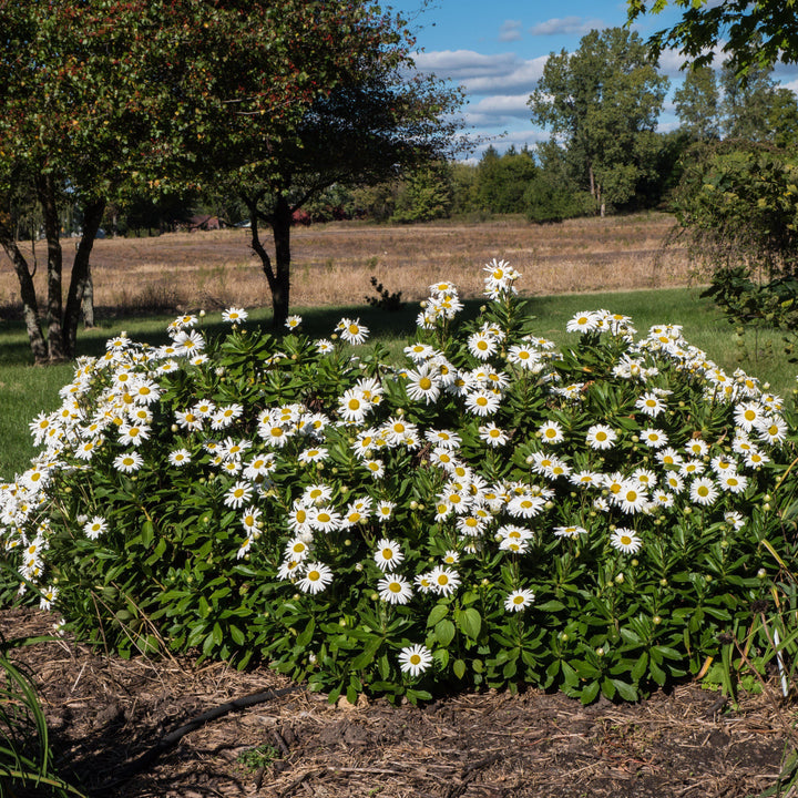 Nipponanthemum niponicum ~ Nippon Daisy