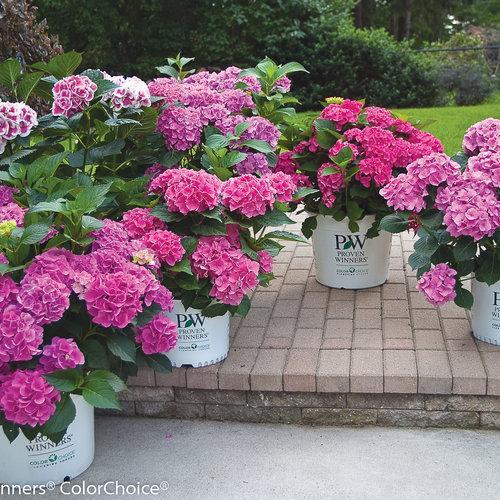 Hydrangea macrophylla 'Paris Rapa' ~ Cityline® Paris Hydrangea