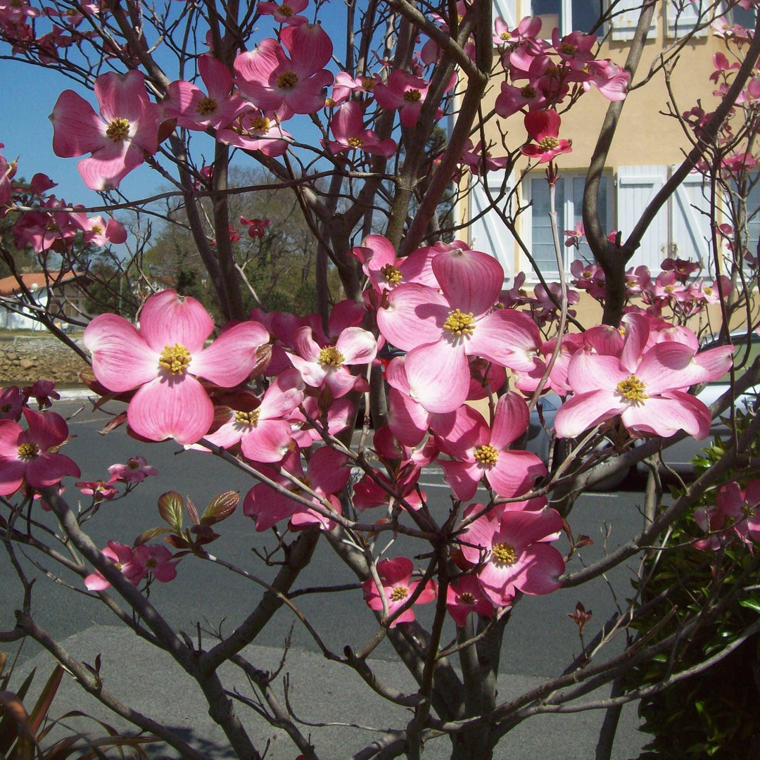 Cornus florida 'Rubra' ~ Cornejo de flores rosadas 