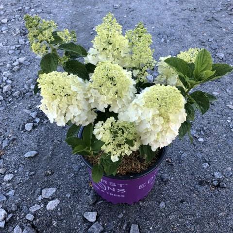 Hortensia paniculata 'Bailpanone' PP32,549 ~ First Editions® Little Hottie® Hydrangea