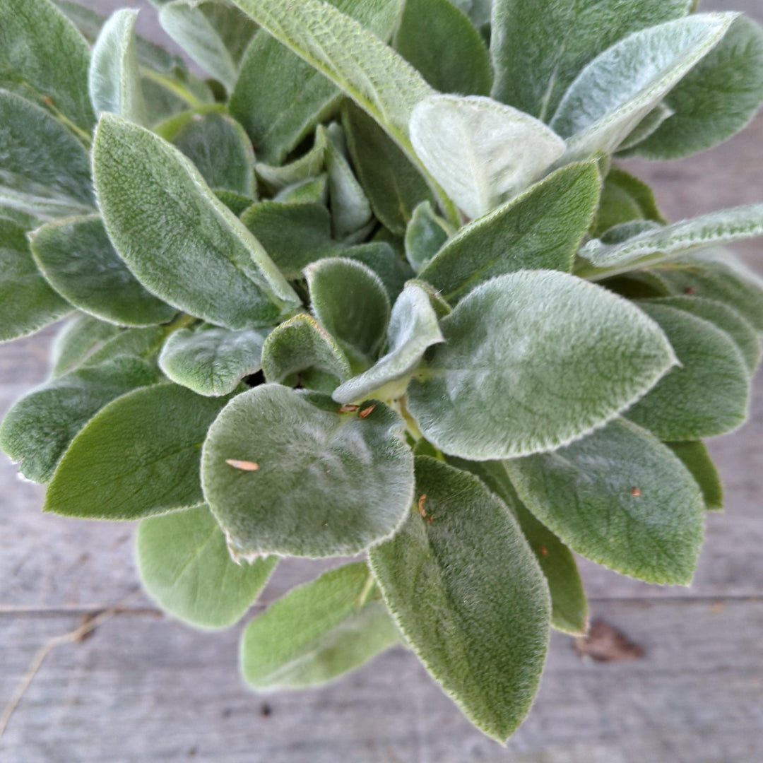 Stachys byzantina 'Helene von Stein' ~ Giant Lamb's Ear