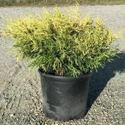 Chamaecyparis pisifera 'Golden Mop' ~ Golden Mop Falso Ciprés