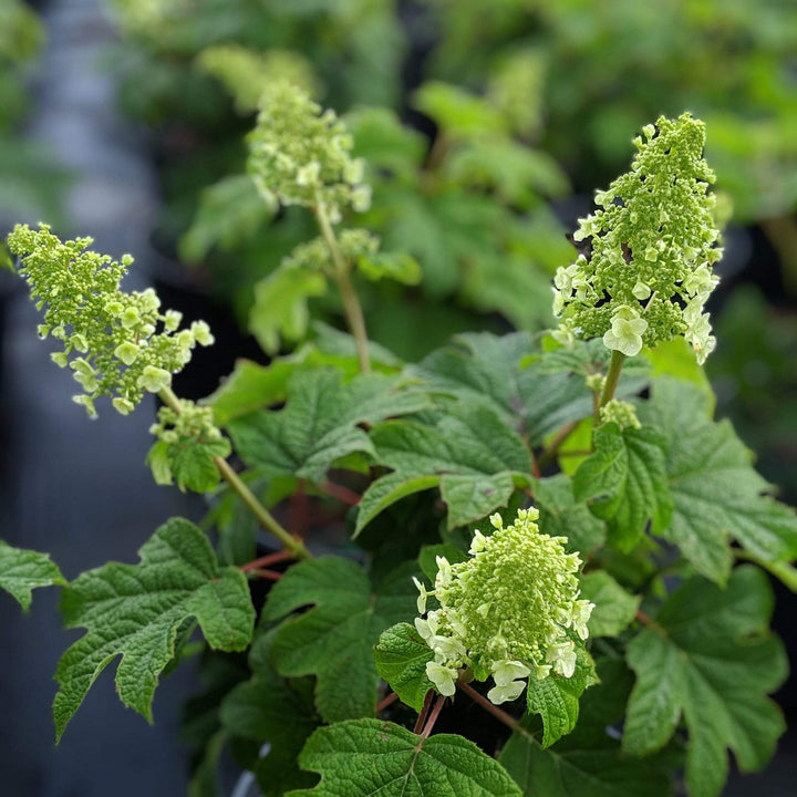 Hydrangea quercifolia 'Zapatillas de rubí' ~ Zapatillas de rubí Hortensia de hoja de roble