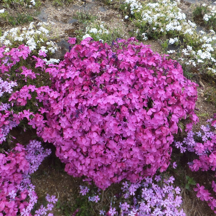 Phlox subulata 'Spring Dark Pink' ~ Spring Dark Pink Creeping Phlox