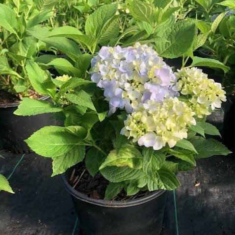 Hortensia macrophylla 'Penny Mac' ~ Hortensia Penny Mac