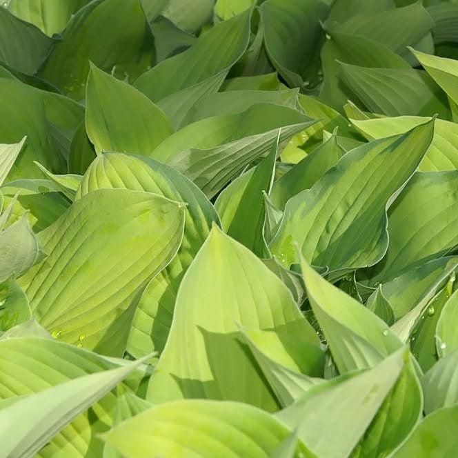 Hosta 'August Moon' ~ August Moon Hosta