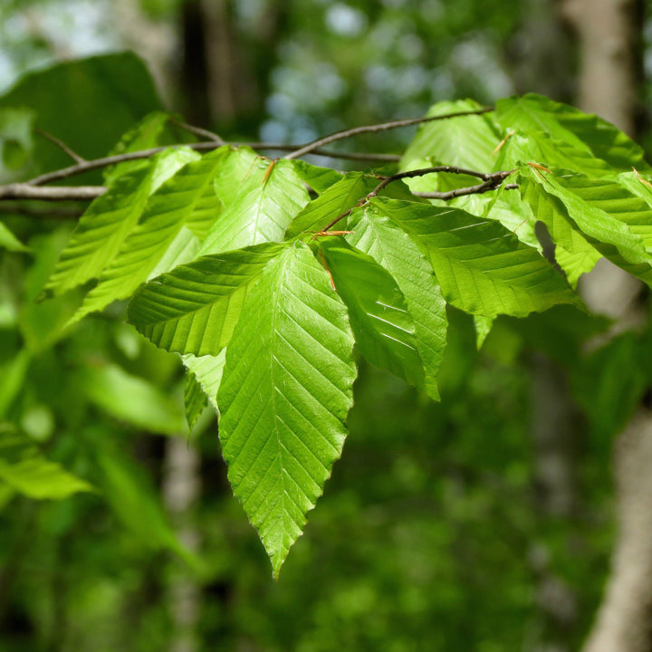 Fagus grandifolia ~ American Beech