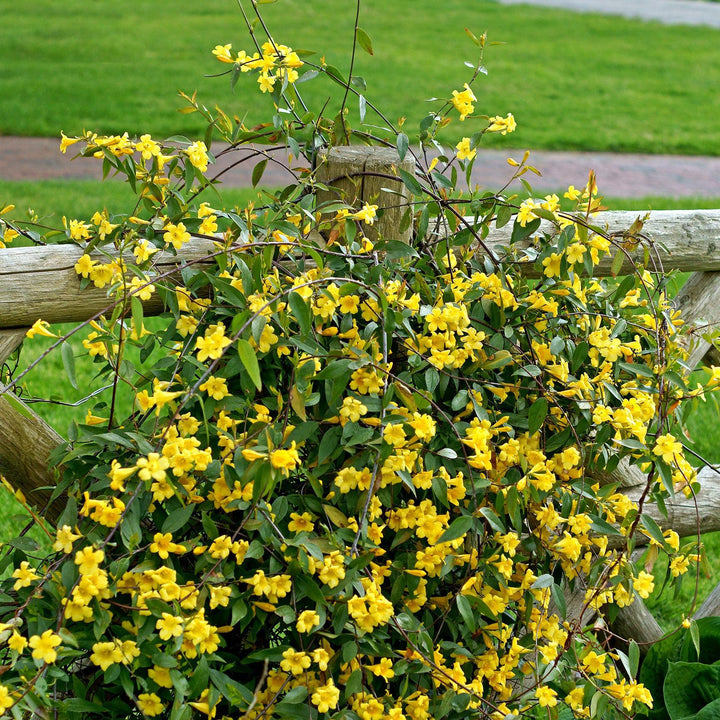 Gelsemium sempervirens 'Margarita' ~ Margarita Carolina Jessamine