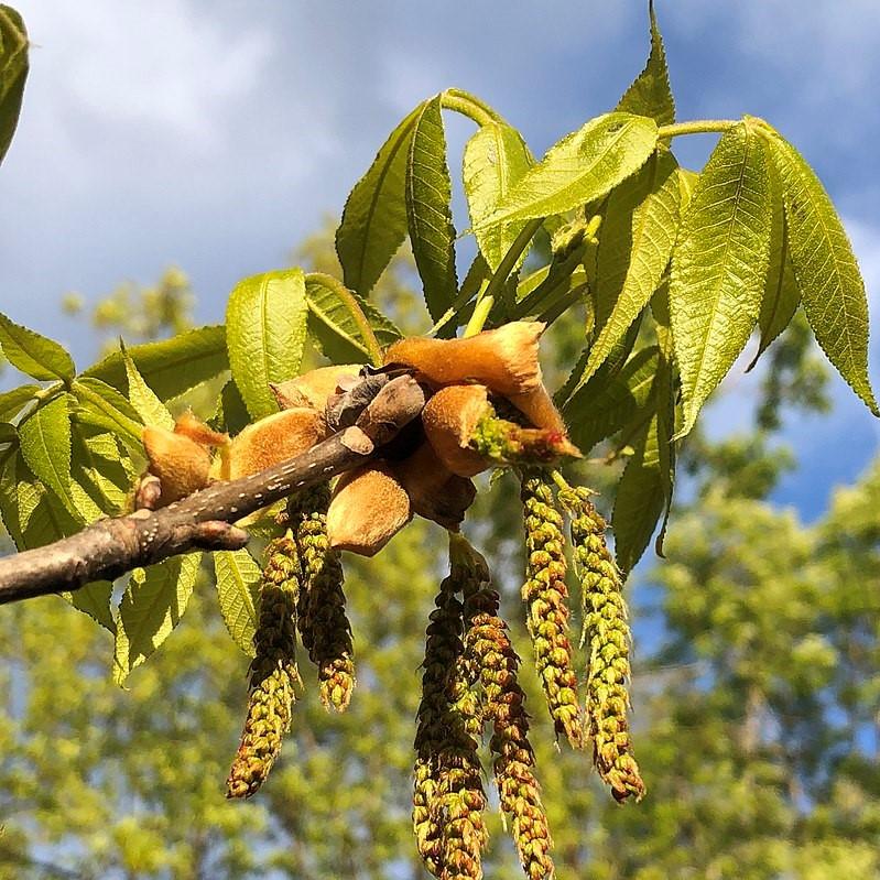 Carya tomentosa ~ Mockernut Hickory