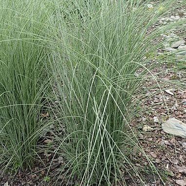 Miscanthus sinensis 'Morning Light' ~ Morning Light Maiden Grass