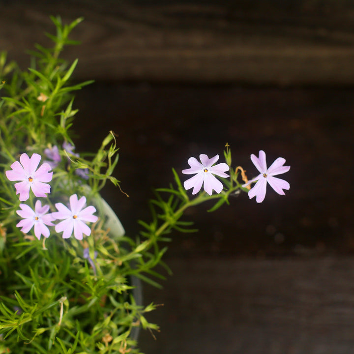 Phlox subulata 'Emerald Blue' ~ Emerald Blue Creeping Phlox