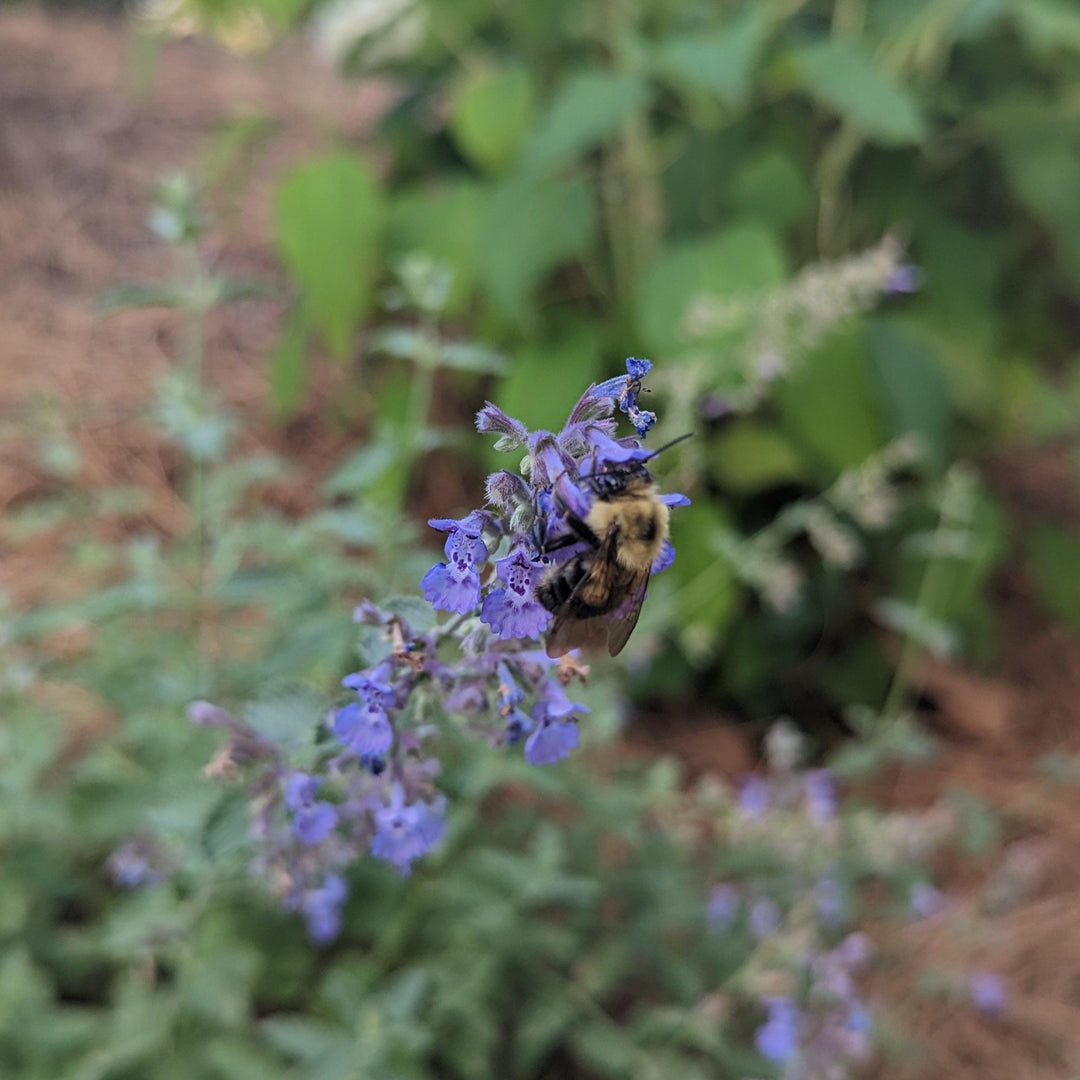 Nepeta racemosa 'Walker's Low' ~ Walker's Low Catmint