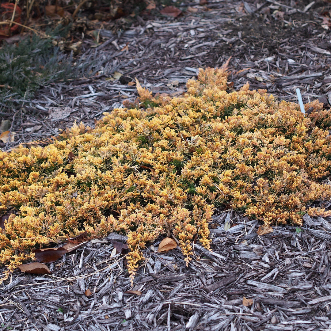 Juniperus horizontalis 'Mother Lode' ~ Mother Lode Creeping Juniper